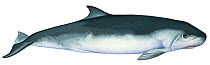 Illustration of Dwarf Sperm Whale (Kogia sima / simus), Kogiidae (Wildlife Art Company).