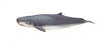 Illustration of Pygmy Sperm Whale (Kogia breviceps), Kogiidae (Wildlife Art Company).