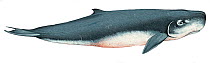 Illustration of Pygmy Sperm Whale (Kogia breviceps), Kogiidae (Wildlife Art Company).