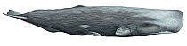 Illustration of Sperm Whale / Cachalot (Physeter macrocephalus) female, Physeteridae; endangered / threatened species (Wildlife Art Company).
