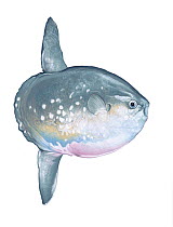 Illustration of Ocean Sunfish (Mola mola), Molidae; heaviest bony fish in world (Wildlife Art Company).