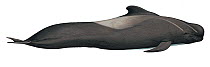 Illustration of Shortfin / Short-finned Pilot Whale (Globicephala macrorhynchus), Delphinidae (Wildlife Art Company).