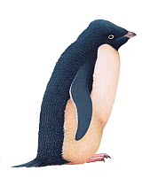 Illustration of Adelie Penguin (Pygoscelis adeliae), Spheniscidae (Wildlife Art Company).