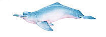 Illustration of Amazon River Dolphin / Boto / Pink River Dolphin (Inia geoffrensis), Iniidae (Wildlife Art Company).