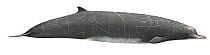 Arnoux's beaked whale (Berardius arnuxii) Southern beaked whale; family: Ziphidae (Wildlife Art Company). *telclass