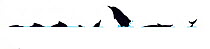 Illustration of Atlantic Hump-backed Dolphin / Cameroon Dolphin (Sousa teuszii), dive and skyhopping sequence in profile (Wildlife Art Company).