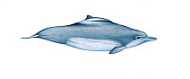 Illustration of Atlantic Hump-backed Dolphin / Cameroon Dolphin (Sousa teuszii), Delphinidae; endangered / threatened species (Wildlife Art Company).