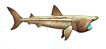 Illustration of Basking Shark (Cetorhinus maximus), Cetorhinidae; endangered / threatened species (Wildlife Art Company).