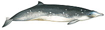 Illustration of Blainville's / Tropical / Dense Beaked Whale (Mesoplodon densirostris) female, Ziphidae (Wildlife Art Company).