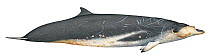 Illustration of Blainville's / Tropical / Dense Beaked Whale (Mesoplodon densirostris) male, Ziphidae (Wildlife Art Company).