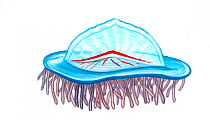 Illustration of Jack-by-the-wind Sailor / Jack sail-by-the-wind (Velella velella) (Wildlife Art Company).