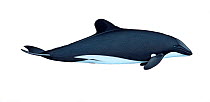 Illustration of Chilean Dolphin / White-bellied Dolphin / Black Dolphin (Cephalorhynchus eutropia), Delphinidae; endangered / threatened species (Wildlife Art Company).
