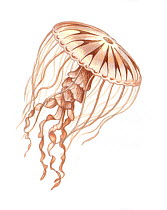 Illustration of Compass Jellyfish (Chrysaora hysoscella), Cyaneidae; British jellyfish (Wildlife Art Company).