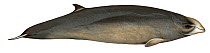 Illustration of Cuvier's Beaked Whale / Goose-beaked Whale (Ziphius cavirostris) female, Ziphidae (Wildlife Art Company).