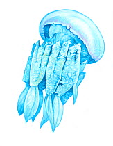 Illustration of Dustbin-lid Jellyfish (Rhizostoma pulmo), Cyaneidae; British jellyfish (Wildlife Art Company).