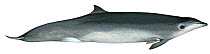 Illustration of Gervais' Beaked Whale / Gulf Stream Beaked Whale (Mesoplodon europaeus) female, Ziphiidae (Wildlife Art Company).
