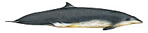 Illustration of male Gervais' beaked whale (Mesoplodon europaeus) Gulf Stream beaked whale; Ziphiidae (Wildlife Art Company).