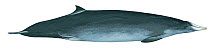 Illustration of Gray's / Haast's beaked whale (Mesoplodon grayi) Ziphiidae (Wildlife Art Company).