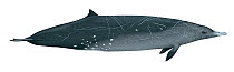 Illustration of Gray's beaked whale (Mesoplodon grayi) Haast's beaked whale; male, Ziphiidae (Wildlife Art Company).