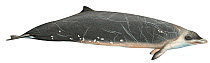 Illustration of Hector's / New Zealand beaked whale (Mesoplodon hectori) male, Ziphiidae (Wildlife Art Company).