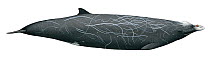 Hubbs' / Arch beaked whale (Mesoplodon carlhubbsi) Ziphiidae (Wildlife Art Company).