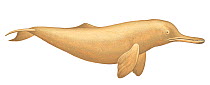 Illustration of Indus River Dolphin / Blind River Dolphin (Platanista gangetica minor), Platanistidae; endangered / threatened species (Wildlife Art Company).