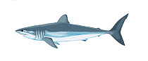 Illustration of Shortfin Mako Shark (Isurus oxyrinchus), Lamnidae (Wildlife Art Company).