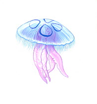 Illustration of Moon / Crystal / Common Jellyfish (Aurelia aurita), Ulmaridae (Wildlife Art Company).