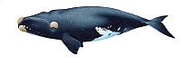 Illustration of North Atlantic / Northern Right Whale (Eubalaena glacialis / Balaena glacialis glacialis)  endangered / threatened species (Wildlife Art Company).