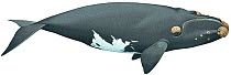 Illustration of North Atlantic / Northern Right Whale (Eubalaena glacialis / Balaena glacialis glacialis)  endangered / threatened species (Wildlife Art Company).