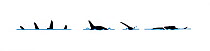 Illustration of Ocean Sunfish (Mola mola), at surface profile sequence (Wildlife Art Company).
