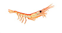 Illustration of Antarctic Krill (Euphausia superba), Euphausiidae (Wildlife Art Company).