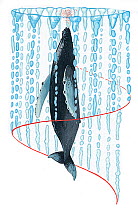 Illustration of Humpback Whale (Megaptera novaeangliae) bubblenetting: a humpback corrals prey in a net of bubbles before lungefeeding at the surface (Wildlife Art Company).
