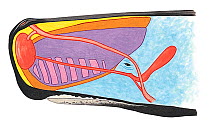 Illustration of Sperm Whale (Physeter macrocephalus), cross-section of head showing spermaceti organ (purple) and spermaceti (pink) (Wildlife Art Company).