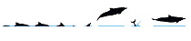 Illustration of Pantropical Spotted Dolphin (Stenella attenuata), dive and jump sequence in profile (Wildlife Art Company).