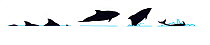Illustration of Peale's Dolphin (Lagenorhynchus australis), Delphinidae, dive and jump sequence in profile (Wildlife Art Company).