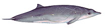 Illustration of Perrin's Beaked Whale (Mesoplodon perrini) Ziphidae; first found in May 1975 off California (Wildlife Art Company).