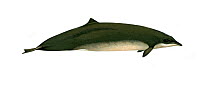 Illustration of Peruvian Beaked / Pygmy Beaked / Lesser Beaked / Bandolero Beaked Whale (Mesoplodon peruvianus) female, Ziphidae (Wildlife Art Company).