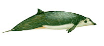 Illustration of Peruvian Beaked / Pygmy Beaked / Lesser Beaked / Bandolero Beaked Whale (Mesoplodon peruvianus) male, Ziphidae (Wildlife Art Company).