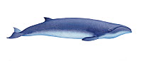Illustration of Pygmy right whale (Caperea marginata) Neobalaenidae, baleen whale; rorqual whale (Wildlife Art Company).