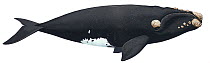 Illustration of Southern right / baleen / rorqual  whale (Eubalaena australis) Balaenidae  (Wildlife Art Company).