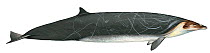 Illustration of Stejneger's / Bering Sea / North Pacific beaked whale (Mesoplodon stejnegeri) male, Ziphidae (Wildlife Art Company).