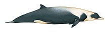 Illustration of Strap-toothed / Layard's beaked whale (Mesoplodon layardii) Ziphidae (Wildlife Art Company).