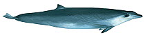 Illustration of True's beaked whale (Mesoplodon mirus)  female, Ziphidae (Wildlife Art Company).