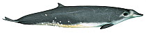 Illustration of True's beaked whale (Mesoplodon mirus) male, Ziphidae (Wildlife Art Company).