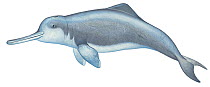 Illustration of Yangtze River Dolphin / Chinese River Dolphin / Baiji (Lipotes vexillifer), Lipotidae; declared extinct in 2007 (Wildlife Art Company).