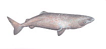 Illustration of Greenland / Sleeper / Gurry / Ground / Grey / Skalugsuak Shark (Somniosus microcephalus), Somniosidae; endangered / threatened species (Wildlife Art Company).