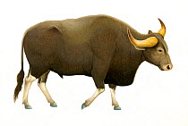 Illustration of Grey ox / Kouprey / Kouproh (Bos sauveli) critically endangered / threatened species;  Bovidae (Wildlife Art Company).