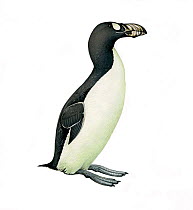 Illustration of Great Auk (Pinguinus impennis). Became extinct in mid 19th century (Wildlife Art Company).