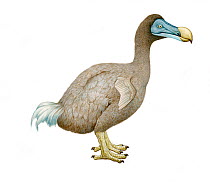 Illustration of Dodo (Raphus cucullatus), Columbidae, endemic to Mauritius. Extinct since the mid to late 17th century (Wildlife Art Company).